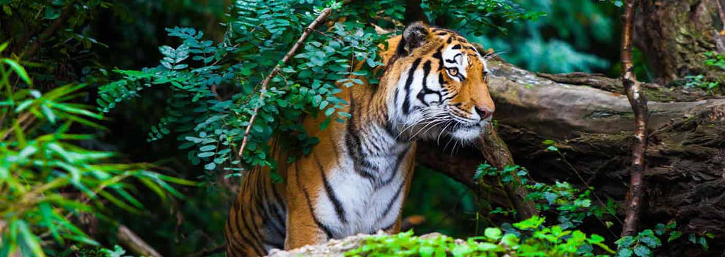 Experience the Thrilling Wildlife Safari in Jim Corbett National Park  Uttarakhand - Travel Peak Places